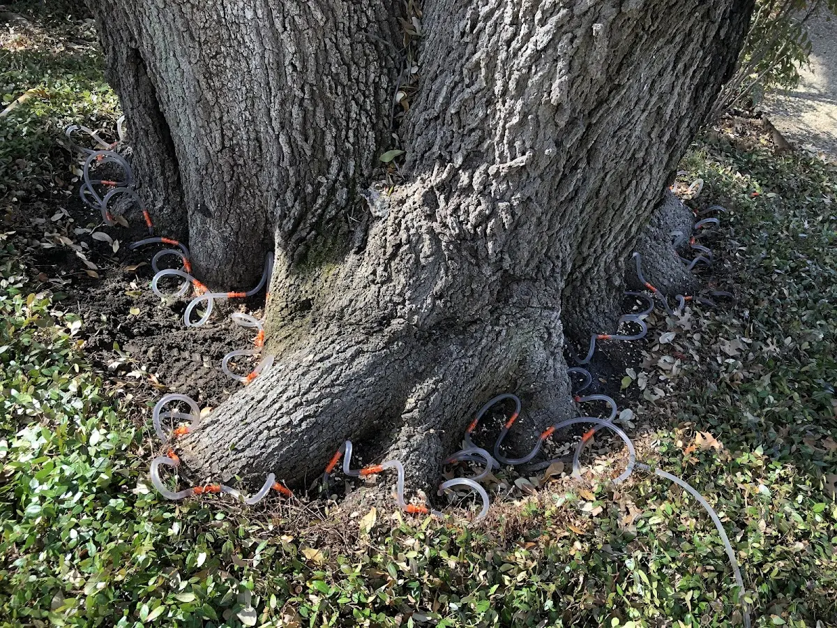 Detailed Tree Cabling and Bracing job site in Hampden Sydney