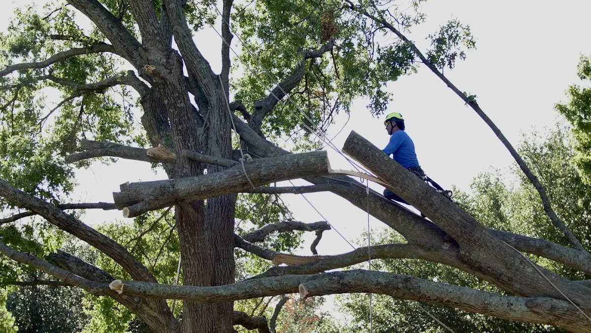 Professional Crown Thinning performed by certified arborists in Hampden Sydney