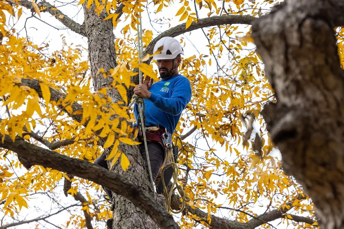 Skilled Tree Trimming crew working in Hampden Sydney